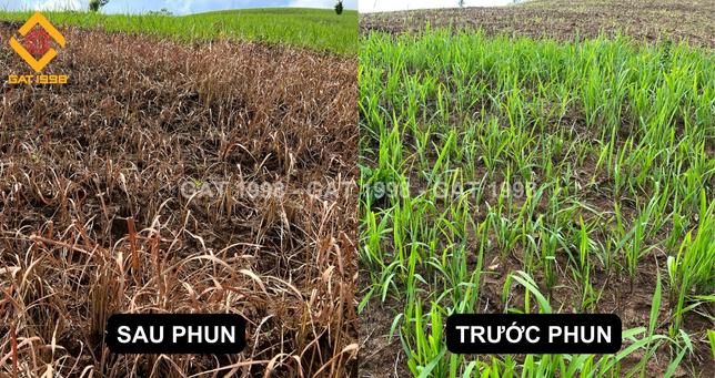 KẾT QUẢ KHẢO NGHIỆM THUỐC TRỪ CỎ RANH HIỆU QUẢ NHẤT HIỆN NAY